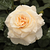 Żółty  - Róża wielkokwiatowa - Hybrid Tea - Comtessa®